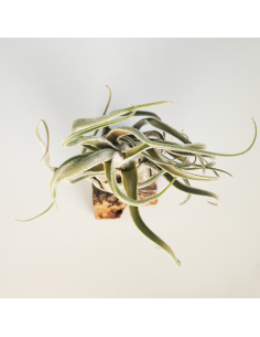 Tillandsia Seleriana Híbrida Ecoterrazas 2