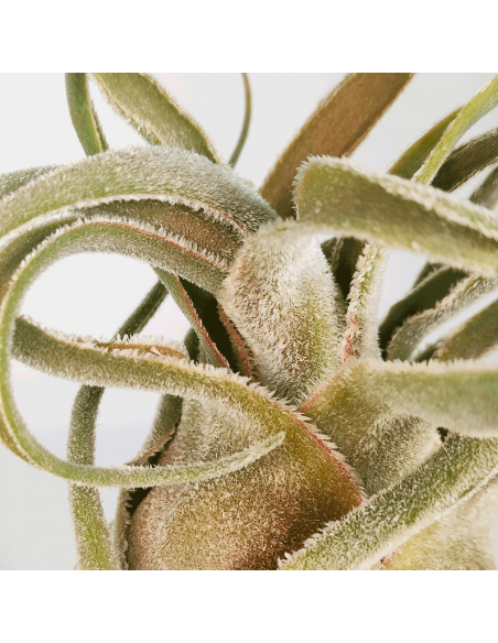 Tillandsia Seleriana Híbrida Ecoterrazas