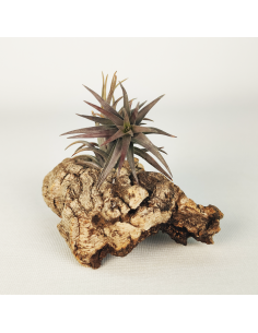 Tillandsia Aeranthos Enana Negra Ecoterrazas