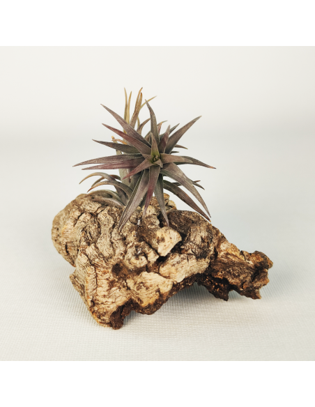 Tillandsia Aeranthos Enana Negra Ecoterrazas