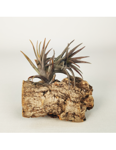 Tillandsia Aeranthos Enana Negra Ecoterrazas 2