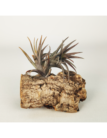 Tillandsia Aeranthos Enana Negra Ecoterrazas