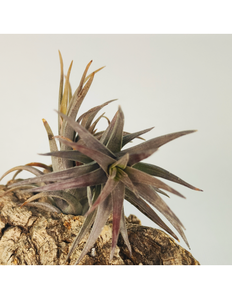 Tillandsia Aeranthos Enana Negra Ecoterrazas