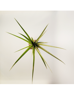 Tillandsia Polystachia x Fasciculata Ecoterrazas 2