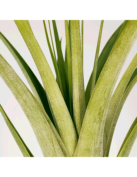 Tillandsia Polystachia x Fasciculata Ecoterrazas