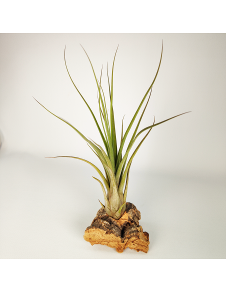Tillandsia Balbisiana x Caput Medusae XL Ecoterrazas
