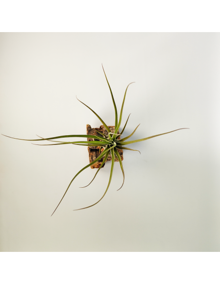 Tillandsia Balbisiana x Caput Medusae XL Ecoterrazas
