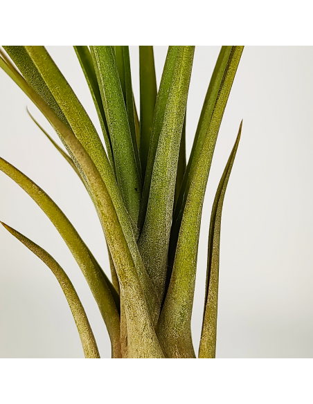 Tillandsia Balbisiana x Caput Medusae XL Ecoterrazas