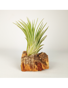Tillandsia Ionantha Rubra x Scaposa Ecoterrazas