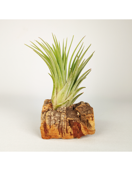 Tillandsia Ionantha Rubra x Scaposa XL Ecoterrazas