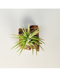 Tillandsia Ionantha Rubra x Scaposa Ecoterrazas 2