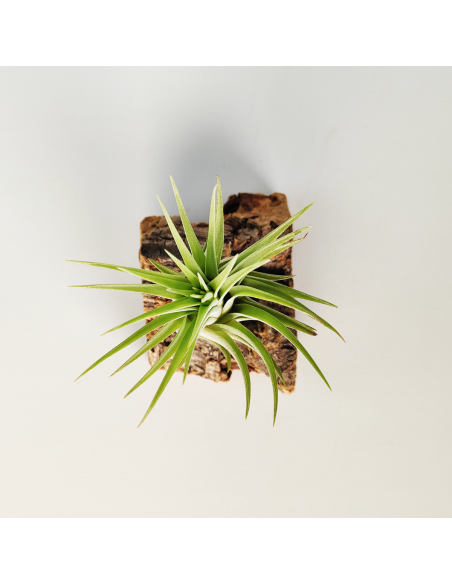 Tillandsia Ionantha Rubra x Scaposa XL Ecoterrazas