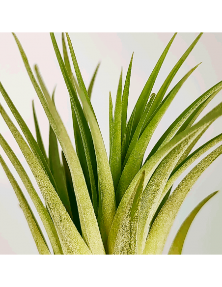 Tillandsia Ionantha Rubra x Scaposa XL Ecoterrazas