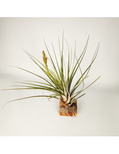 Tillandsia Vicentina x Fasciculata Ecoterrazas