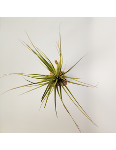 Tillandsia Vicentina x Fasciculata Ecoterrazas 2