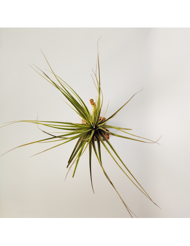 Tillandsia Vicentina x Fasciculata Ecoterrazas