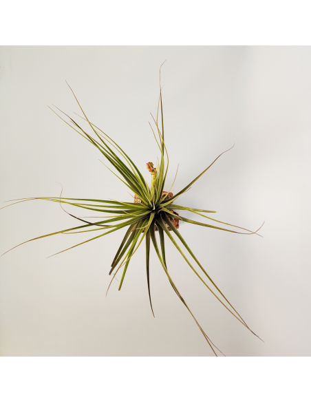Tillandsia Vicentina x Fasciculata XL Ecoterrazas