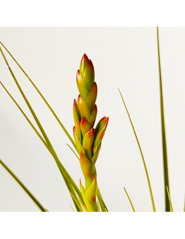Tillandsia Vicentina x Fasciculata Ecoterrazas