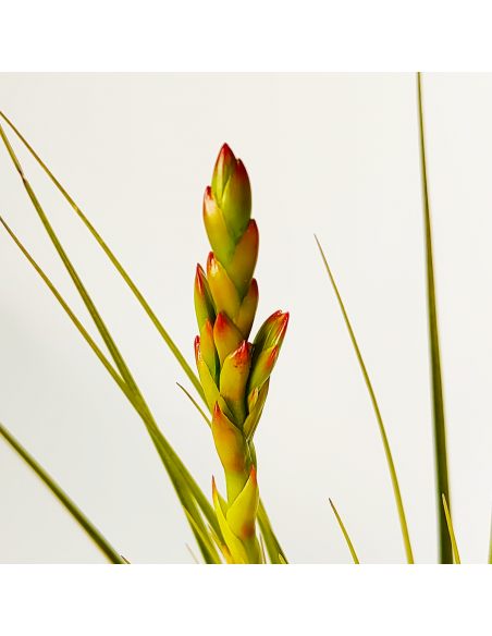 Tillandsia Vicentina x Fasciculata XL Ecoterrazas