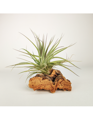 Tillandsia Recurvifolia x Stricta Grün Ecoterrazas