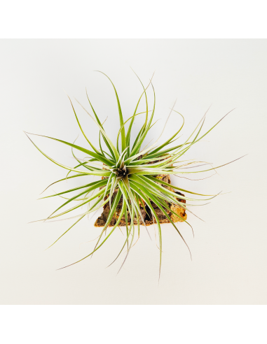 Tillandsia Recurvifolia x Stricta Grün Ecoterrazas