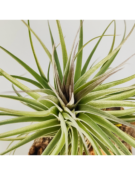 Tillandsia Recurvifolia x Stricta Grün Ecoterrazas