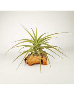 Tillandsia Latifolia Mororum Ecoterrazas