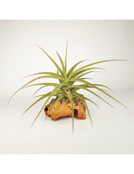 Tillandsia Latifolia Mororum Ecoterrazas