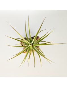 Tillandsia Latifolia Mororum Ecoterrazas 2