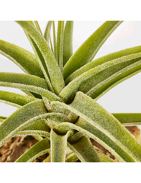 Tillandsia Latifolia Mororum Ecoterrazas