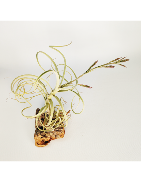 Tillandsia Wonga Ecoterrazas