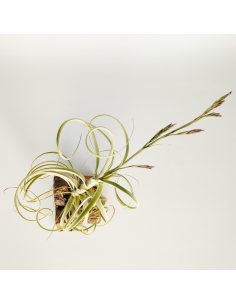Tillandsia Wonga Ecoterrazas 2