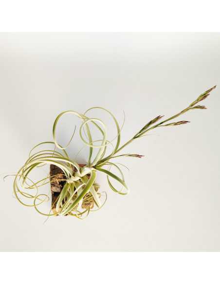 Tillandsia Wonga Ecoterrazas
