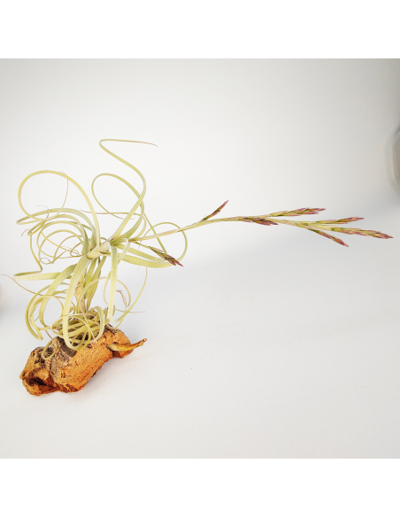Tillandsia Wonga Ecoterrazas