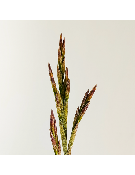 Tillandsia Wonga Ecoterrazas