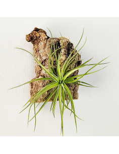 Tillandsia Pink Star x Tenuifolia Var. Vaginata Ecoterrazas 2