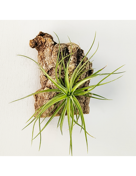 Tillandsia Pink Star x Tenuifolia Var. Vaginata Ecoterrazas