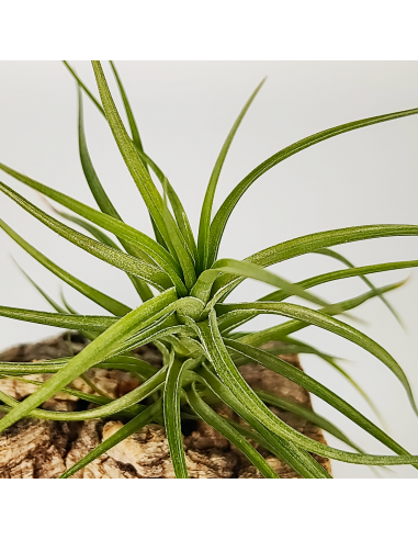 Tillandsia Pink Star x Tenuifolia Var. Vaginata Ecoterrazas
