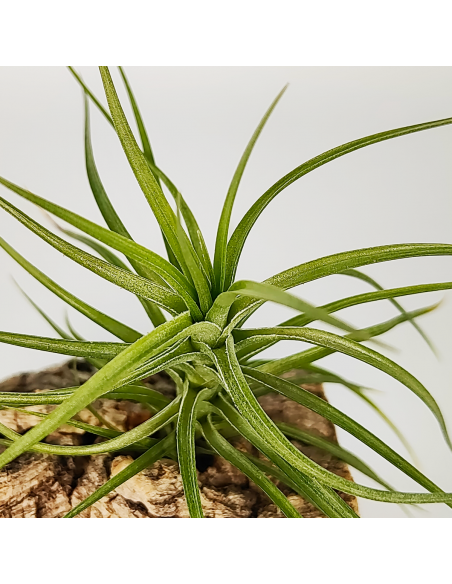 Tillandsia Pink Star x Tenuifolia Var. Vaginata Ecoterrazas