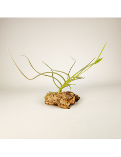 Tillandsia Holm´s Buttercup Ecoterrazas