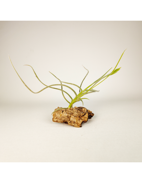 Tillandsia Holm´s Buttercup Ecoterrazas