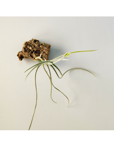 Tillandsia Holm´s Buttercup Ecoterrazas