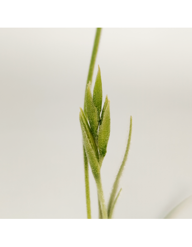 Tillandsia Holm´s Buttercup Ecoterrazas