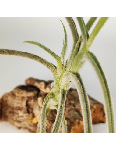 Tillandsia Holm´s Buttercup Ecoterrazas