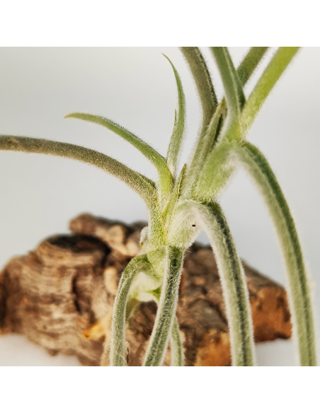 Tillandsia Holm´s Buttercup Ecoterrazas
