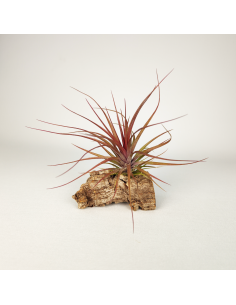 Tillandsia Stricta Grün x Stricta Hart x Tenuifolia Amethyst Red Type Ecoterrazas