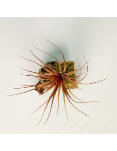 Tillandsia Stricta Grün x Stricta Hart x Tenuifolia Amethyst Red Type Ecoterrazas 2