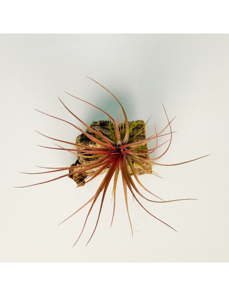Tillandsia Stricta Grün x Stricta Hart x Tenuifolia Amethyst Red Type Ecoterrazas