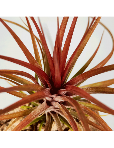 Tillandsia Stricta Grün x Stricta Hart x Tenuifolia Amethyst Red Type Ecoterrazas