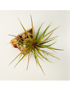 Tillandsia Tenuifolia Rubra Ecoterrazas 2